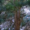 040602BrunhildeEibe2-5